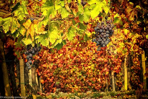 Il Vino e l’Uva