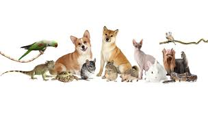 L.R. 09/04/2024 n. 16 "Disposizioni coordinate in materia di tutela degli animali da affezione e prevenzione del randagismo".